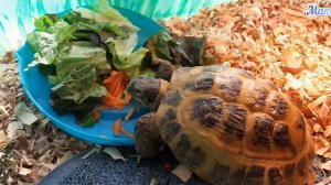 Плюсы и Минусы Содержания #Черепахи дома и на улице