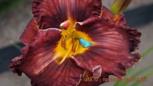 Лилейник гибридный Пеплишес (hemerocallis) ? Пеплишес обзор: как сажать, рассада лилейника Пеплишес