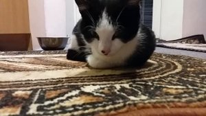 Найденыш заболел.Как лечить котенка?