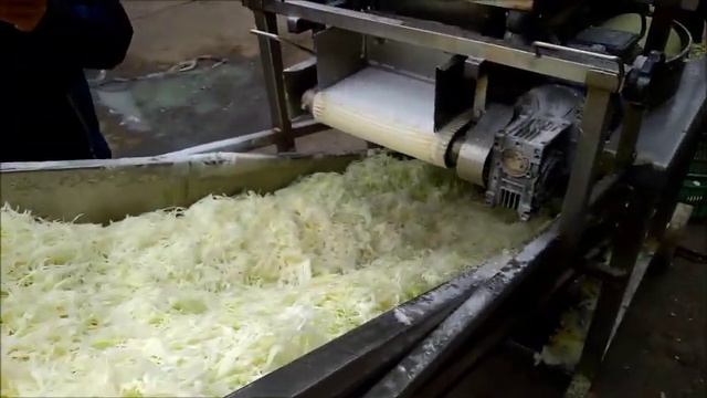 Szatkowanie kapusty Strukta w okolicach Kalisza смотреть онлайн