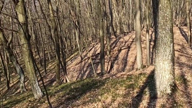 Мотоблок Форте135Е Поездка в лес. смотреть онлайн