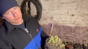 Уход за Хризантемой МУЛЬТИФЛОРОЙ зимой