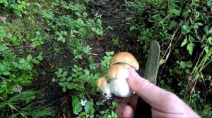 За грибами в Карелии, Беломорский район, часть 2