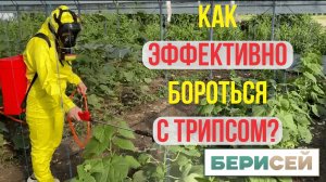 Как бороться с трипсом в теплице? Испытываем препараты.