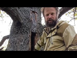 Бортничество - это не только ценный мёд... ))