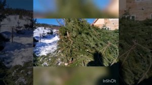 Пихтовое масло из пихты сибирской. Часть 3 зима. 2020.