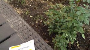 Обработка Роз перед укрытием . Хорус или Медный купорос?