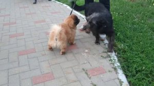 Пекинес Дендик гуляет с подружкой Белкой