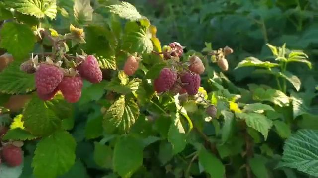 Малина сорт Гусар завалил ягодой! смотреть онлайн