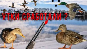 Открытие Весенней Охоты на селезня с ПОДСАДНОЙ в Московской области/Все Водоемы во ЛЬДУ