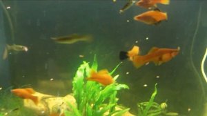 Корм TetraMin | Первый раз кормлю аквариумных рыбок Тетрой | Чипсы Tetra