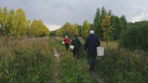 Охота на грибочки (Шуйский р-н)