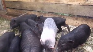 Дегельминтизация  вьетнамских вислобрюхих травоядных поросят.