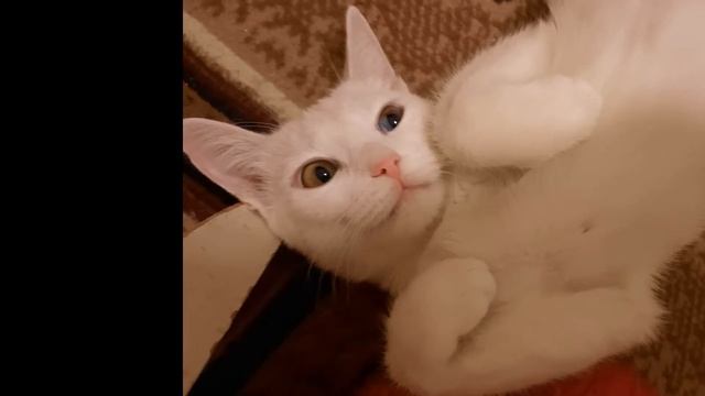 Белая кошка Метелица смотреть онлайн