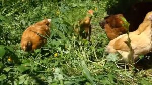 Венгерский великан  1 месяц и 1 день