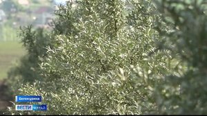 В первом на Алтае плодово-ягодном саду интенсивного типа появились ягоды