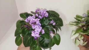 Трейлерные сорта фиалок. Мой опыт. Фиалки у Алисы.