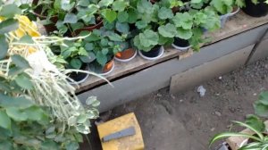 Отапливаемая теплица со светодиодной лентой для роста растений! С алиэкспресс!