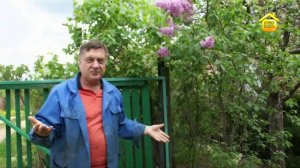 Сирень. Советы от Андрея Туманова
