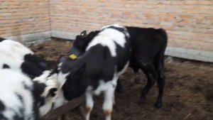 продажа бычков от 3 месяцев. холмогорской породы 89021269981.вацап вайбер