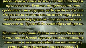 Йод и зеленка для огурцов