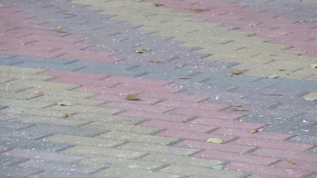 Израильские уличные кошки зимой!Кирьят-Ям.Израиль.Kiryat-Yam. Israel.