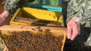 Состав пчелопакета. Купить пчелопакеты в 2020 году.