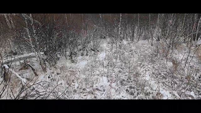 Охота на зайца по свежему снегу. Тропление раненого зверя. смотреть онлайн