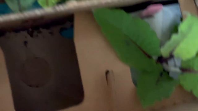 Let's Talk Gardening Ranunculus & Unboxing Plants смотреть онлайн