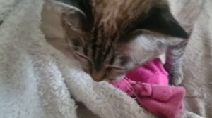 Тайская кошка, окрас сил тебби пойнт