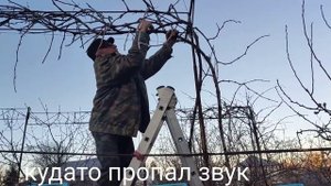 Обрезка винограда с высоким штамбом на разных опорах