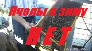 ШОК!!!!Исчезли пчелы в октябре.Определена причина ослабления пчелиных семей.
