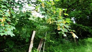ИНТЕРЕСНЫЕ ФАКТЫ О ДЕРЕВЕ КЛЁН.