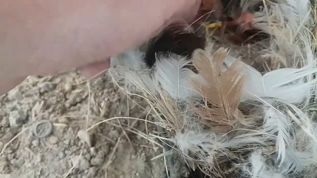 птенцы воробья - желторотики
