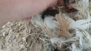 птенцы воробья - желторотики