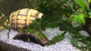 Сомы анциструсы на икре.