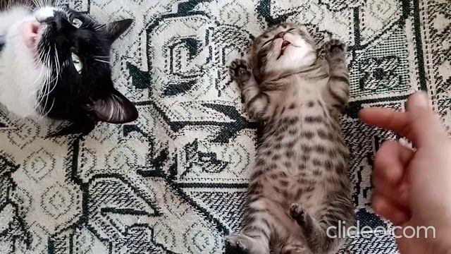 Василиса.mp4