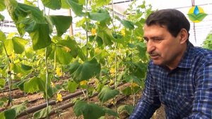 Лучший сорт огурца Полли. Особенности выращивания зимнего корнишона.