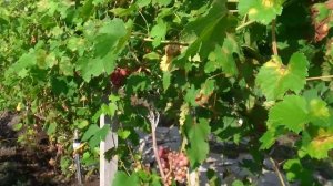 Виноград. Сорт "Тасон". 16.08.2015.