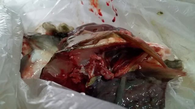 бьющееся сердце рыбы. смотреть онлайн