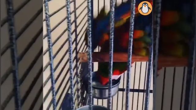 Смешные и милые попугаи 🐦 Попугай видео смотреть онлайн