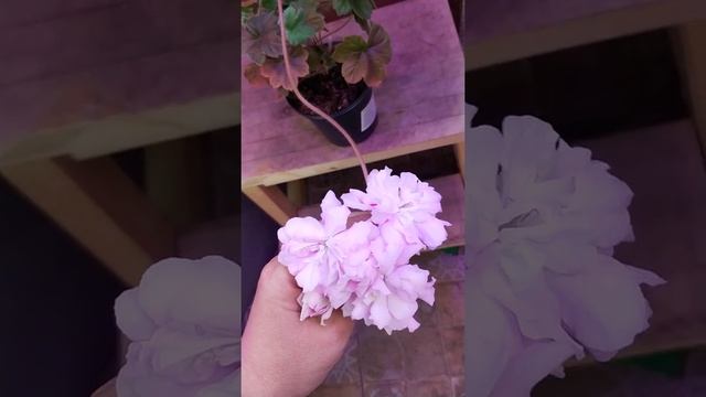 Моя коллекция пеларгоний. Ю_Мадам Де Помпадур/U_Madam De Pompadur, Зонартик