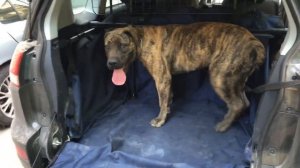 Как сажать собаку в машину.