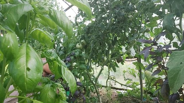 Сбор томатов. Дегустация "Клубничного десерта".