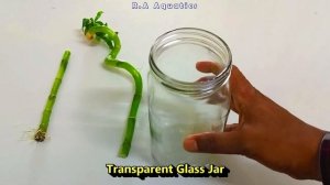 How to Grow Spiral Lucky Bamboo in Water | How to Propagate Spiral Lucky Bamboo in Water