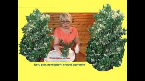 Можжевельник китайский Вариегата из интернет магазина. Сорта.