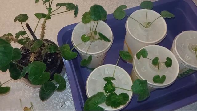 Найкращий момент 15:25 – 20:25 із трансляції Рукоділля з Nilena Sans кімнатні рослини квіти пеларго смотреть онлайн