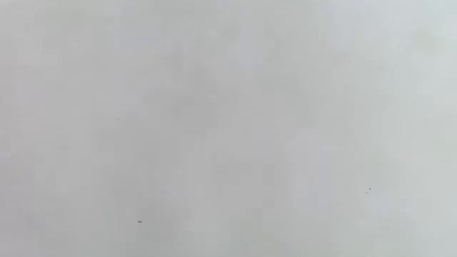 Красивые водоросли в воде из пруда смотреть онлайн