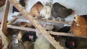 квочка вывела цыплят в сильные морозы, как прошёл вывод, все ли живы?