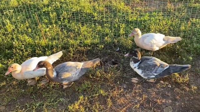 САМАЯ ВЫГОДНАЯ ПТИЦА В ХОЗЯЙСТВЕ !!! Результаты выращивания Мускусных уток ) смотреть онлайн